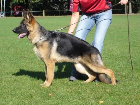 Gollo vom Leinder Land