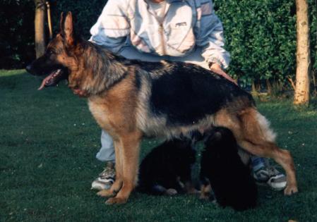 Kora von Vechtestolz