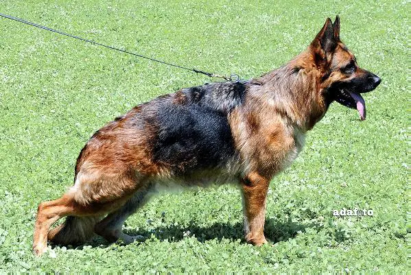 VA7 (I) Dixi Di Casa Massarelli