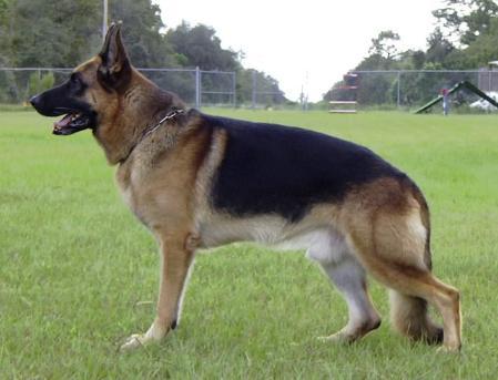 V Josko vom Kirschental