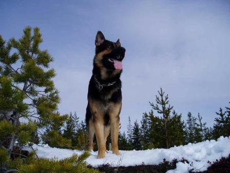 Fjärdingsmannens Bosco