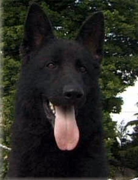 Latchets Trader of Kingstown