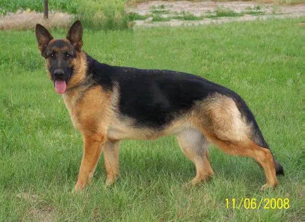 Pepin vom Schlossfelsen