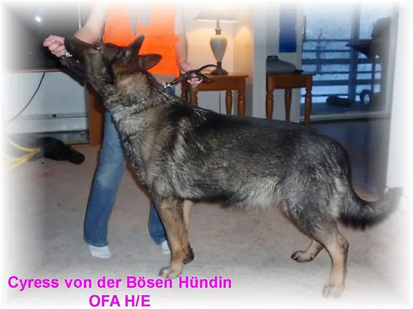 Cyress Von Der Bosen Handin (Hundin)