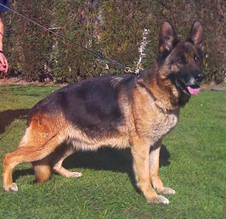 ZINGHANA DEL LLUGARIN