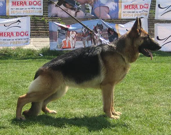 Linda v. d. Alexander-I