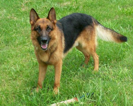 Shane Vom Haus Lind-Mark