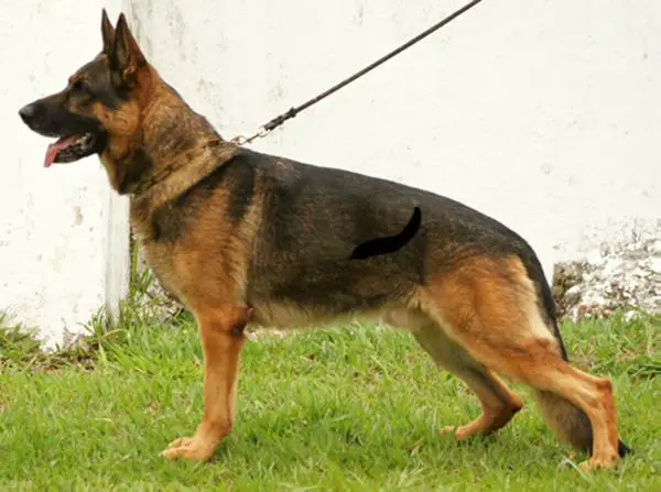 Yano van't Enclavehof