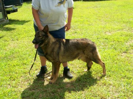 Newton's Warrior Of Troy