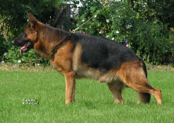 V.2 CNCG  2009-RO Kliff Von Haus Bura