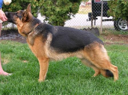 Pando vom Externstein