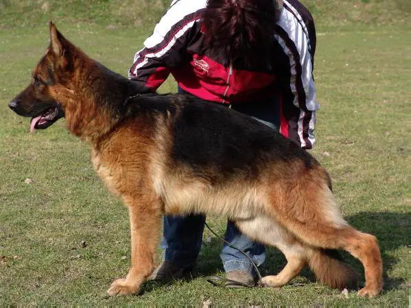 SG SWAN von Fidelius