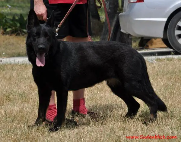 Wally vom Haus Ellernbach