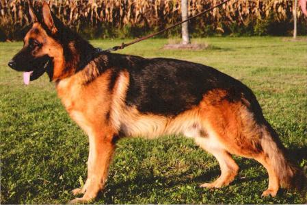 SG Pascha vom Laabermoos