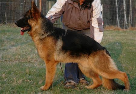 Yankie vom Zellwaldrand