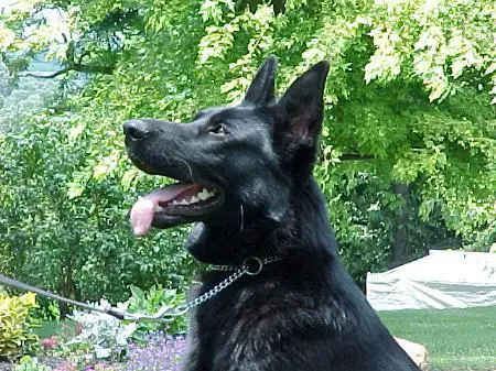 Onyx von Schones Madchen