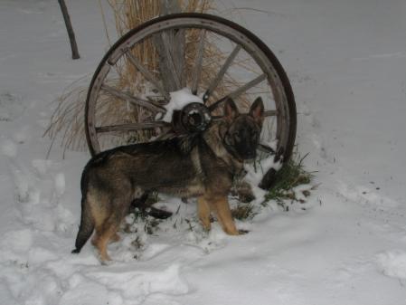 Falcon von Wolfstraum