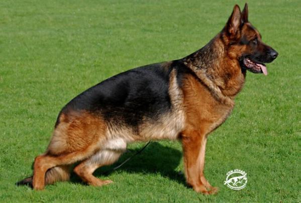 V Alex Alexander the Great