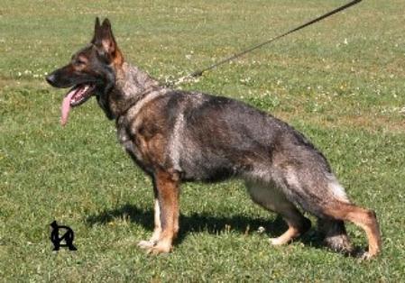 V Pira Hartis Bohemia