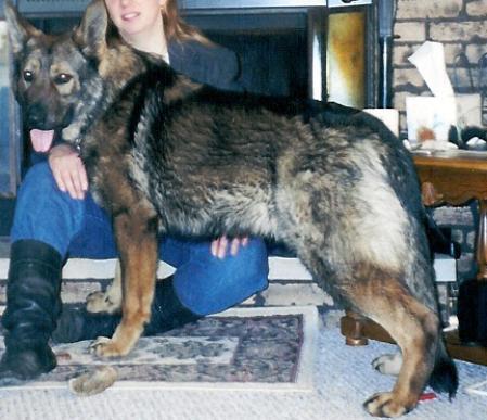 Titus von haus Cimmerian