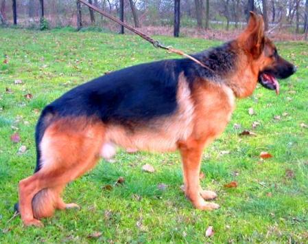 Jumbo in Regnum Marianum