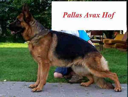 Pallas Avax Hof