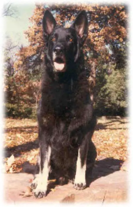 Valiantdale's Onyx vom Irwin