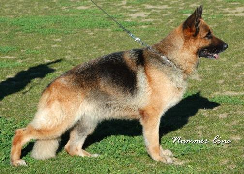 V1 Orissa vom Hühnegrab