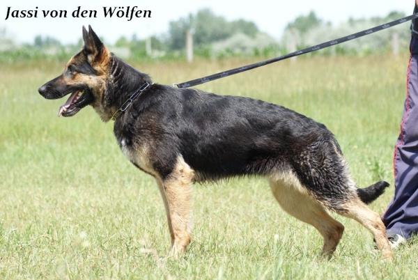 G Jassi von den Wölfen