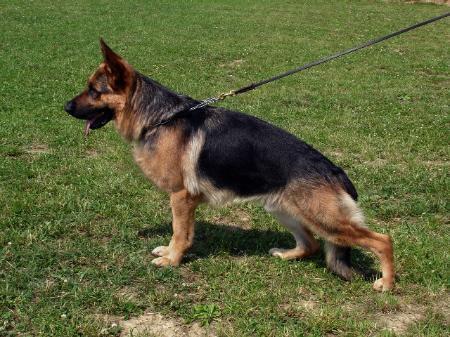 VA (SVK) Jummbo Dlha Roven