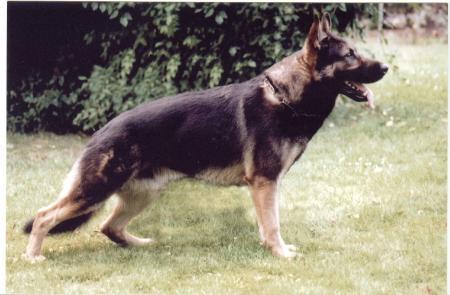 Nord z Pohranicni straze