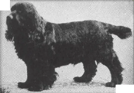Obo II (Cocker Spaniel)