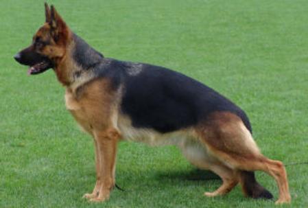 V Ninja vom Klostermoor