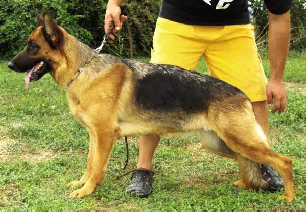 Vena von der Urbecke