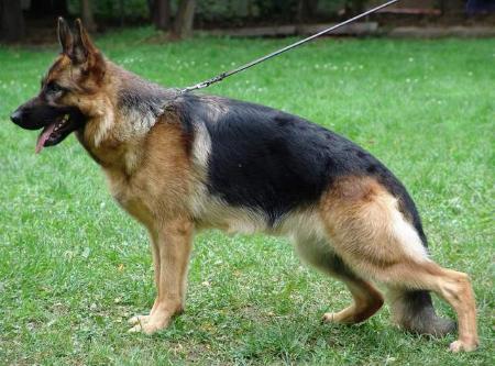 V Oscha vom Frankengold