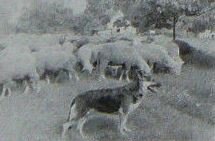 Fee von der Grunauer-Mühle
