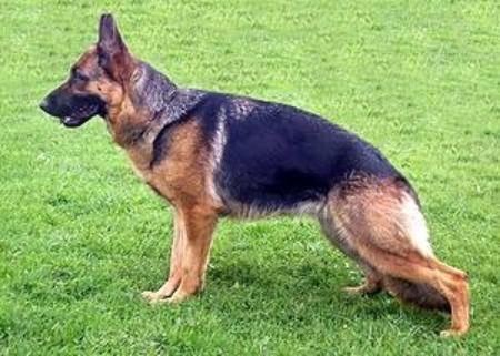 V, CACIB , CAC Kony Stribrne doly