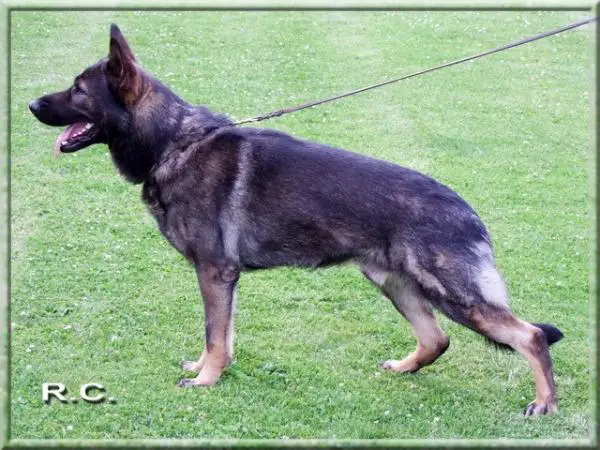 G Zamp vom Weinbergblick