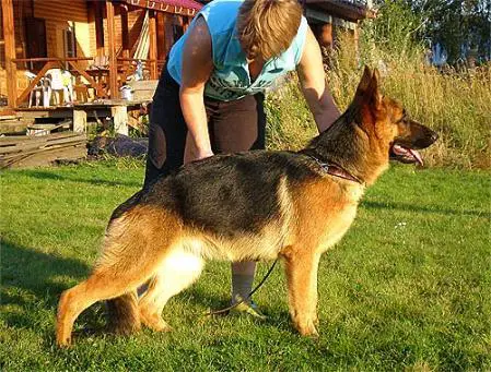 CH.RUS Avangard Mercedes