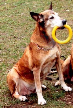 Bonny Airport Hannover