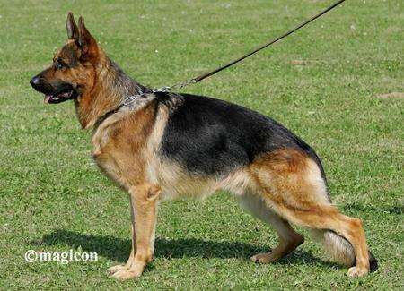 VA3 Immo von Bellissimo