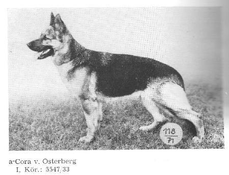 V Cora vom Osterberg