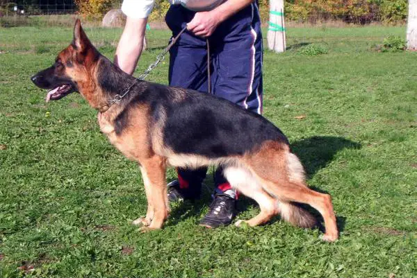 V Holly vom Kreuzbusch