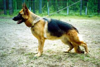 V HGH Dita a.d. Schwarzen Zwinger