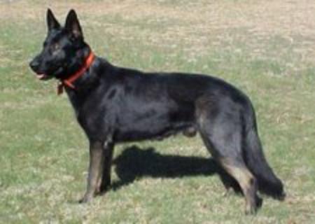 Jake Von Jeep Von Kinderhaus