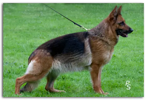 V Dimba vom Lüttersbruch