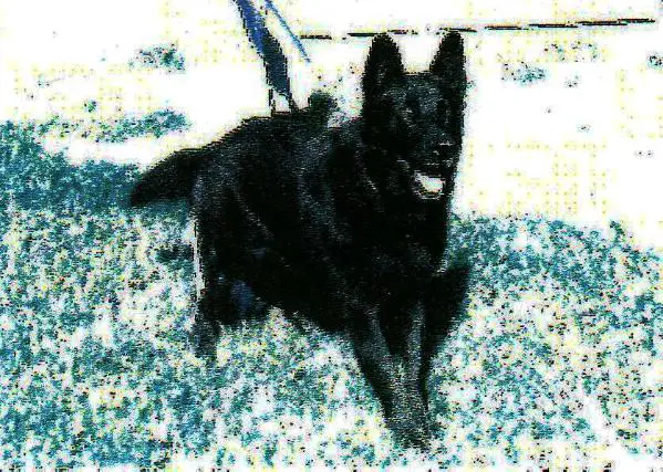 Nitro Von Nebelholz