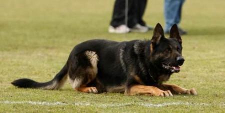 G Freddie von Getevallei