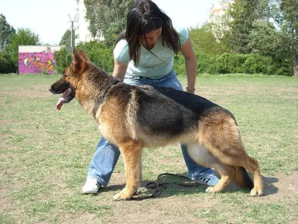 V 3 SIEGER BG Diana v Haus Mofli