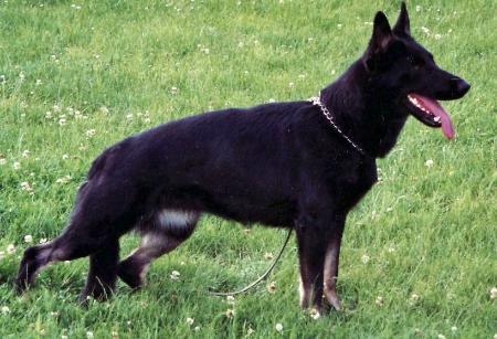 SG Wenka von Castra Regina